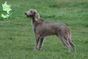 Read more about the article Weimaraner opdrættere og hvalpe på Sjælland