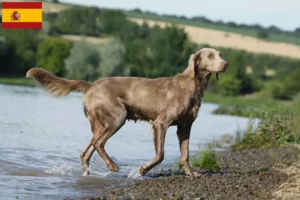 Read more about the article Weimaraner-opdrættere og hvalpe i Spanien