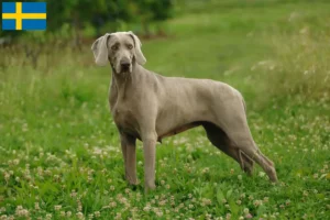 Read more about the article Weimaraner opdrættere og hvalpe i Sverige