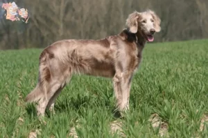 Read more about the article Weimaraner opdrættere og hvalpe i Syddanmark