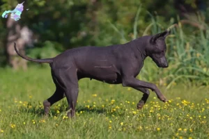 Read more about the article Xolo opdrættere og hvalpe i Nordjylland