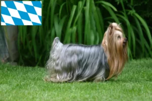 Read more about the article Yorkshire Terrier opdrættere og hvalpe i Bayern