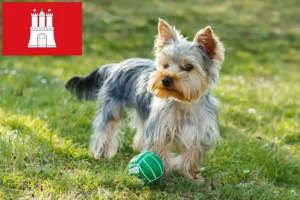 Read more about the article Yorkshire Terrier opdrættere og hvalpe i Hamborg