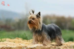 Read more about the article Yorkshire Terrier opdrættere og hvalpe i Hovedstaden