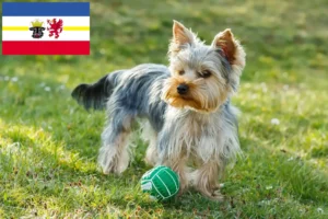 Read more about the article Yorkshire Terrier opdrættere og hvalpe i Mecklenburg-Vorpommern