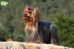 Read more about the article Yorkshire Terrier opdrættere og hvalpe i Midtjylland