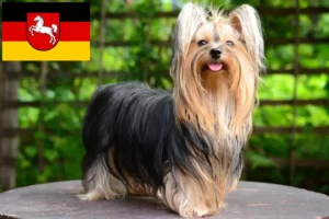 Read more about the article Yorkshire Terrier opdrættere og hvalpe i Niedersachsen