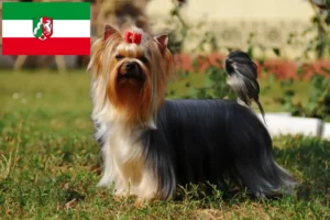 Read more about the article Yorkshire Terrier opdrættere og hvalpe i Nordrhein-Westfalen