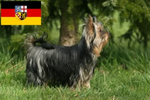 Read more about the article Yorkshire Terrier opdrættere og hvalpe i Saarland