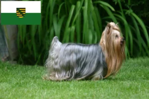 Read more about the article Yorkshire Terrier opdrættere og hvalpe i Sachsen