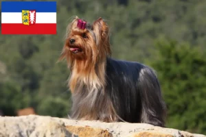 Read more about the article Yorkshire Terrier opdrættere og hvalpe i Schleswig-Holstein