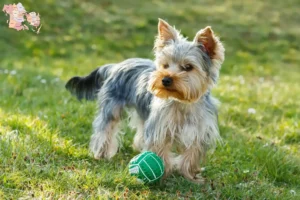 Read more about the article Yorkshire Terrier opdrættere og hvalpe i Syddanmark