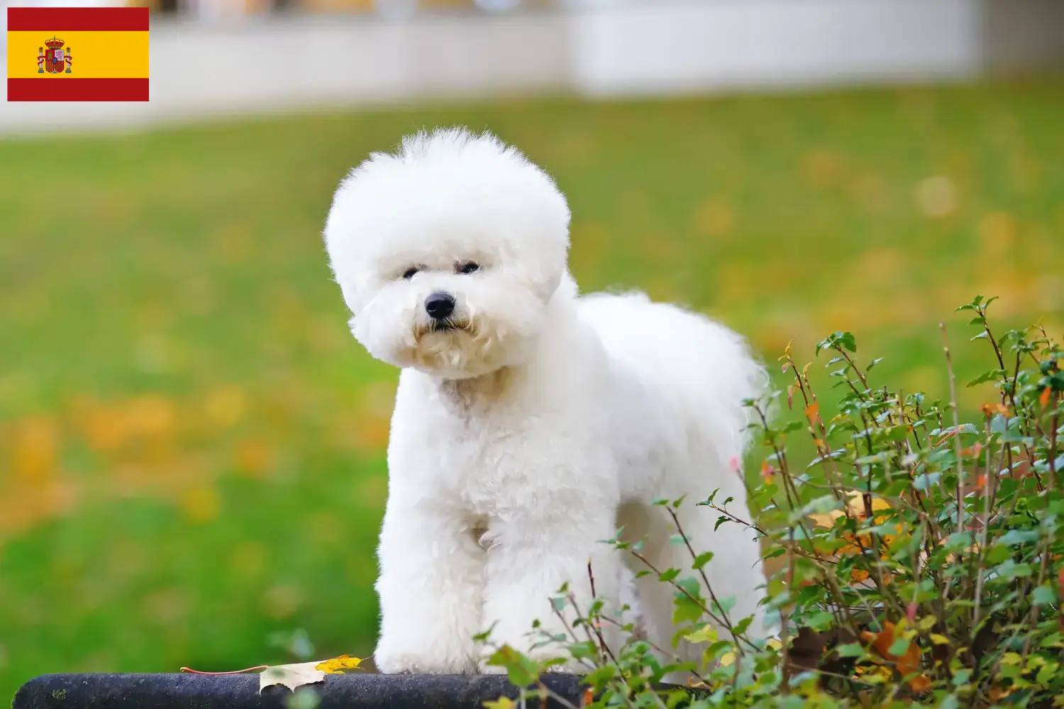 Read more about the article Bichon Frisé opdrættere og hvalpe i Spanien