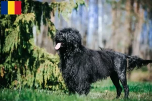 Read more about the article Cão de Agua português opdrættere og hvalpe i Rumænien