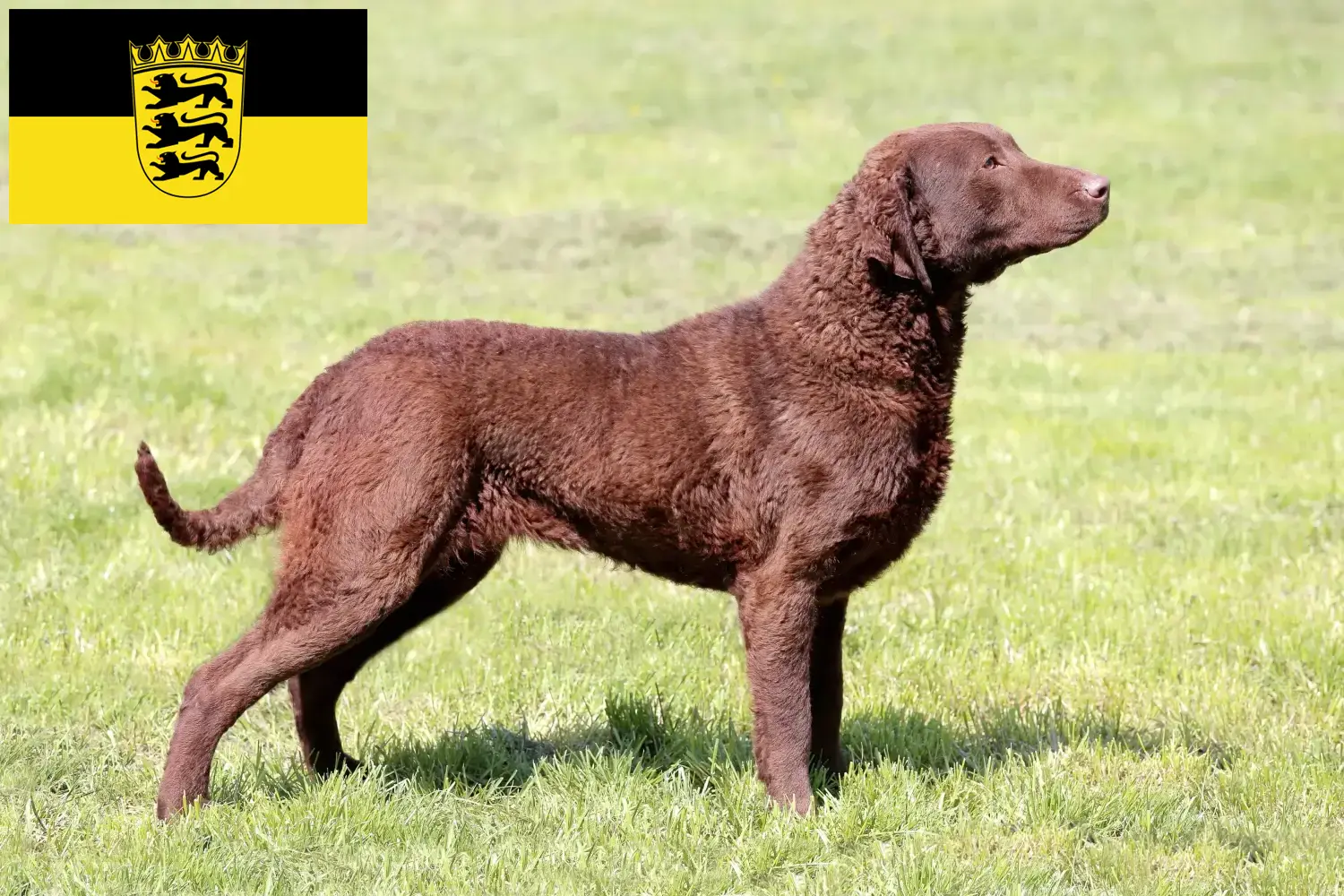 Read more about the article Chesapeake Bay Retriever opdrættere og hvalpe i Baden-Württemberg