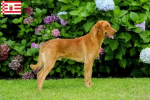 Read more about the article Chesapeake Bay Retriever opdrættere og hvalpe i Bremen