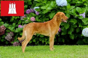 Read more about the article Chesapeake Bay Retriever opdrættere og hvalpe i Hamborg