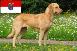 Read more about the article Chesapeake Bay Retriever opdrættere og hvalpe i Hessen