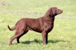 Read more about the article Chesapeake Bay Retriever opdrættere og hvalpe i Hovedstaden