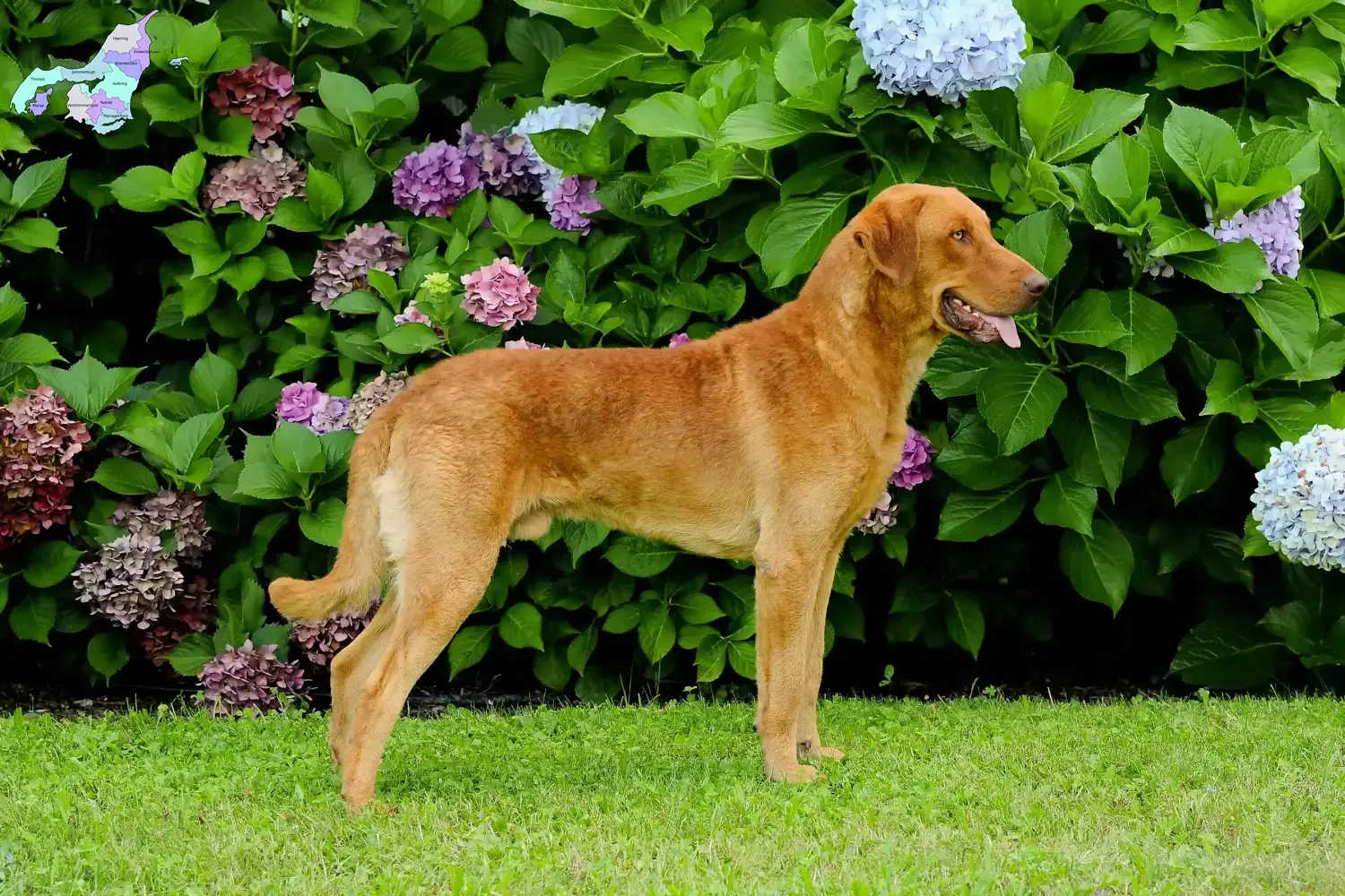 Read more about the article Chesapeake Bay Retriever opdrættere og hvalpe i Nordjylland