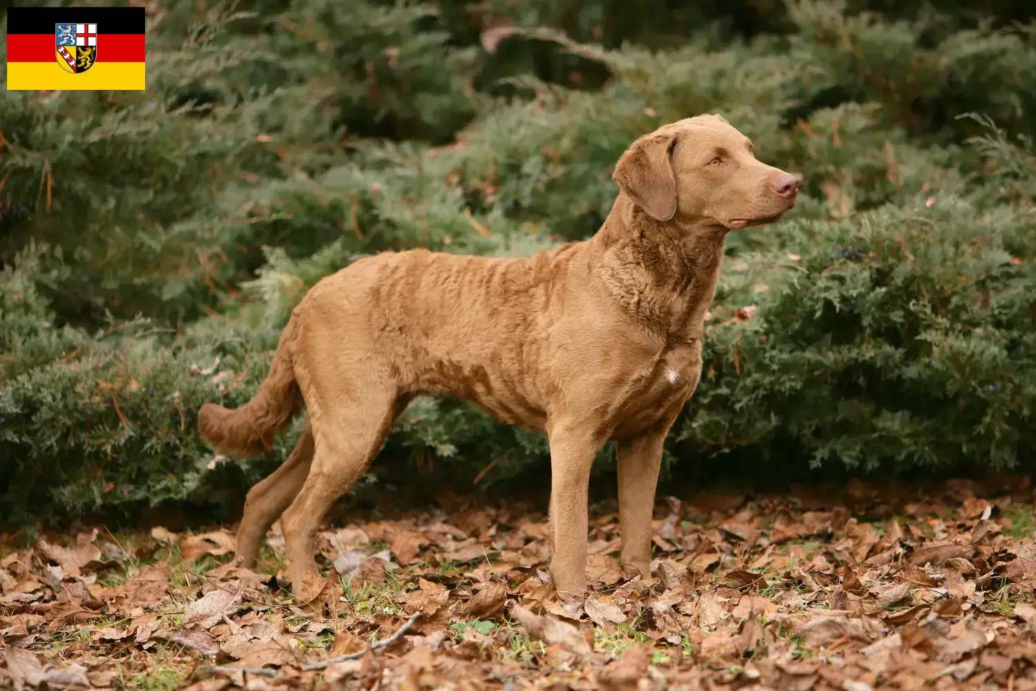 Read more about the article Chesapeake Bay Retriever opdrættere og hvalpe i Saarland