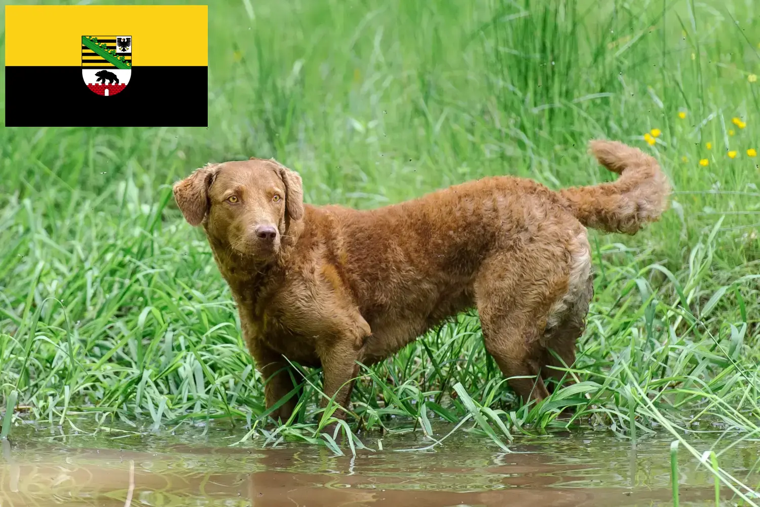 Read more about the article Chesapeake Bay Retriever opdrættere og hvalpe i Sachsen-Anhalt