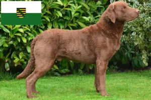 Read more about the article Chesapeake Bay Retriever opdrættere og hvalpe i Sachsen