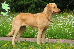 Read more about the article Chesapeake Bay Retriever opdrættere og hvalpe på Sjælland