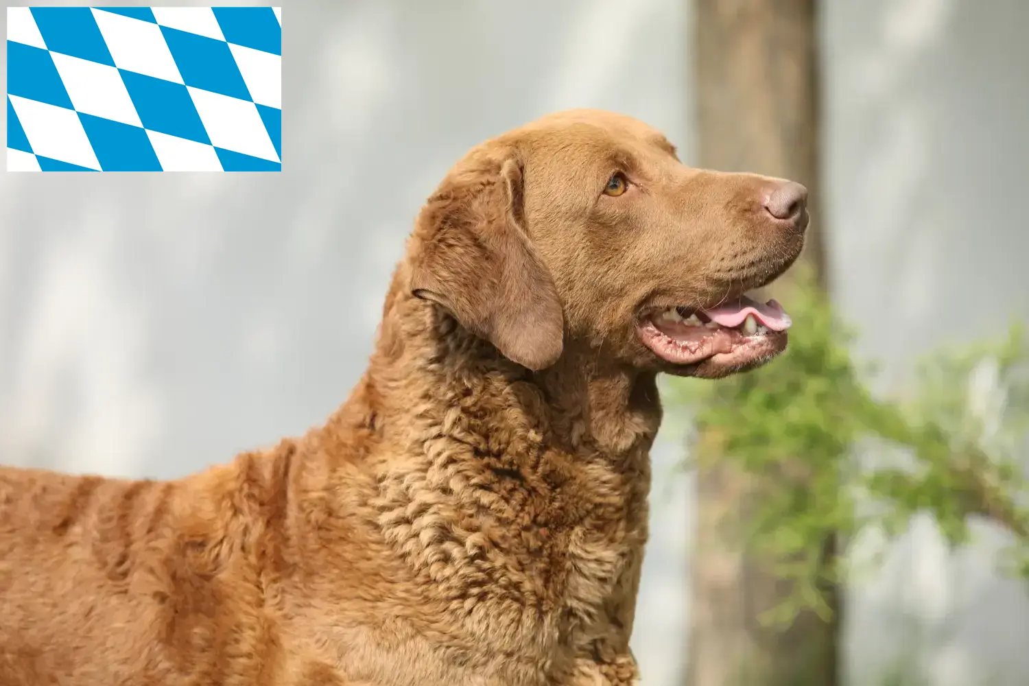 Read more about the article Chesapeake Bay Retriever opdrættere og hvalpe i Bayern