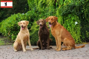 Read more about the article Chesapeake Bay Retriever opdrættere og hvalpe i Berlin