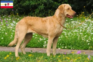 Read more about the article Chesapeake Bay Retriever opdrættere og hvalpe i Mecklenburg-Vorpommern