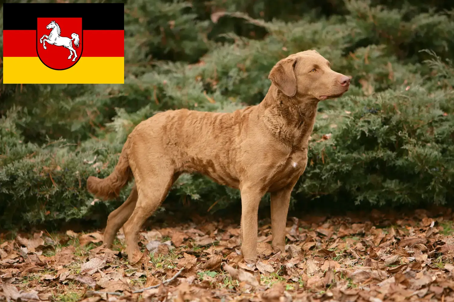 Read more about the article Chesapeake Bay Retriever opdrættere og hvalpe i Niedersachsen