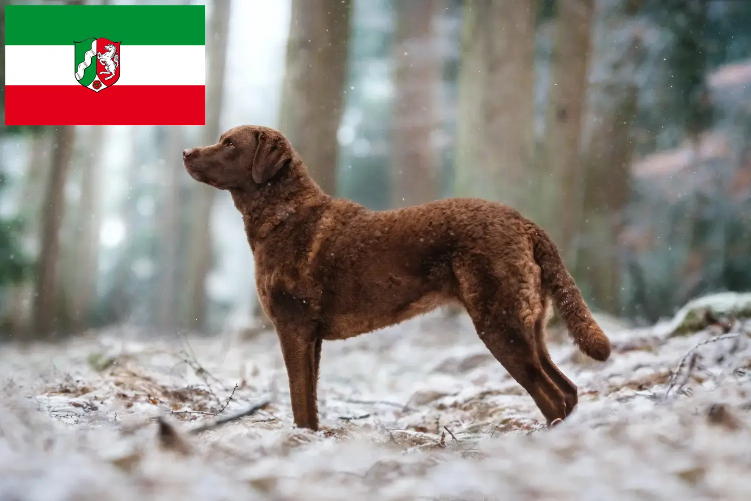 Read more about the article Chesapeake Bay Retriever opdrættere og hvalpe i Nordrhein-Westfalen