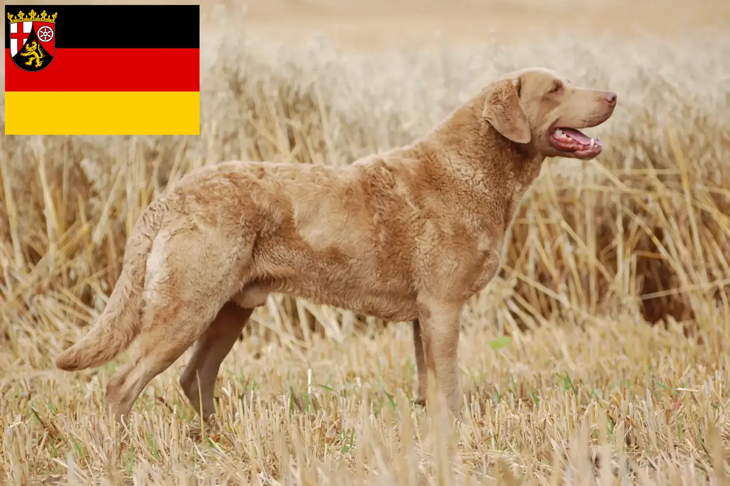 Read more about the article Chesapeake Bay Retriever opdrættere og hvalpe i Rheinland-Pfalz