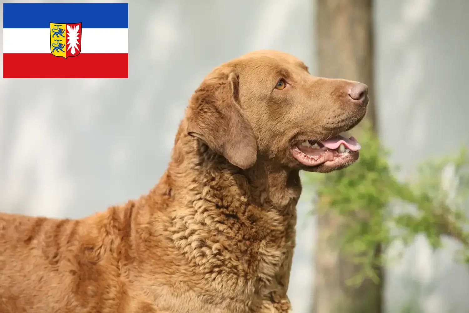 Read more about the article Chesapeake Bay Retriever opdrættere og hvalpe i Schleswig-Holstein