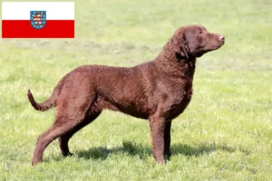 Read more about the article Chesapeake Bay Retriever opdrættere og hvalpe i Thüringen