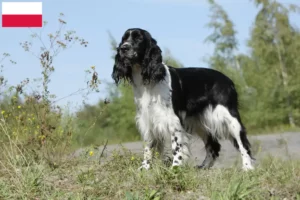 Read more about the article Engelsk Springer Spaniel opdrættere og hvalpe i Polen