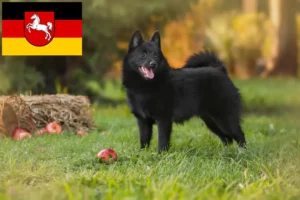 Read more about the article Schipperke-opdrættere og hvalpe i Niedersachsen