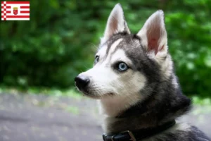 Read more about the article Alaskan Klee Kai opdrætter og hvalpe i Bremen