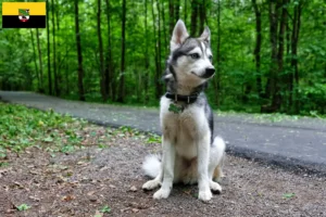 Read more about the article Alaskan Klee Kai opdrættere og hvalpe i Sachsen-Anhalt