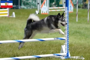 Read more about the article Alaskan Klee Kai opdrættere og hvalpe i Slesvig-Holsten