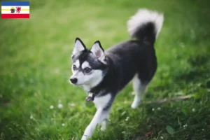 Read more about the article Alaskan Klee Kai opdrættere og hvalpe i Mecklenburg-Vorpommern