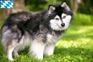 Read more about the article Alaskan Klee Kai opdrætter og hvalpe i Bayern