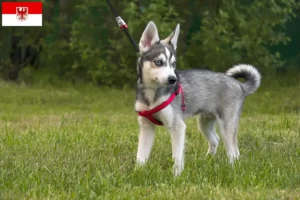 Read more about the article Alaskan Klee Kai opdrætter og hvalpe i Brandenburg