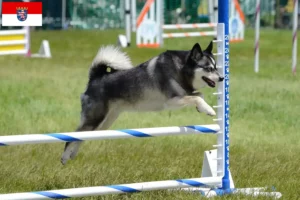 Read more about the article Alaskan Klee Kai opdrætter og hvalpe i Hessen