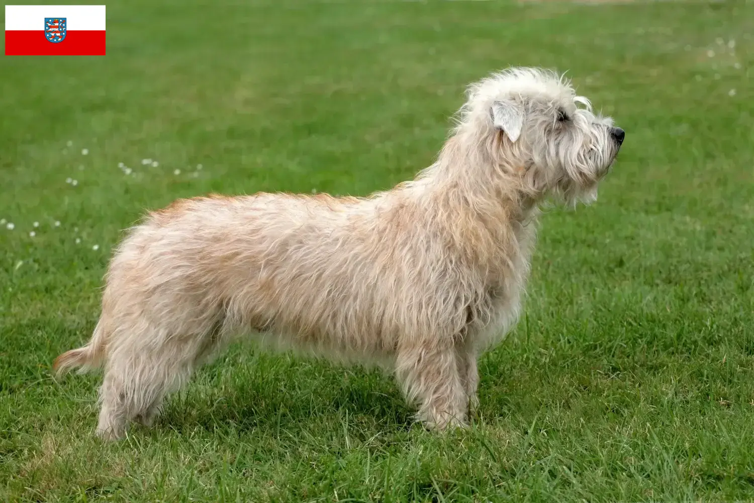 Read more about the article Irish Glen of Imaal Terrier opdrættere og hvalpe i Thüringen