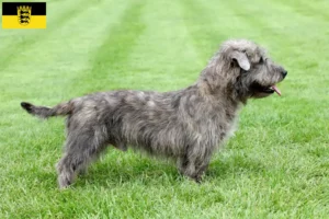 Read more about the article Irish Glen of Imaal Terrier opdrættere og hvalpe i Baden-Württemberg