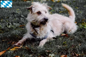 Read more about the article Irish Glen of Imaal Terrier opdrættere og hvalpe i Bayern