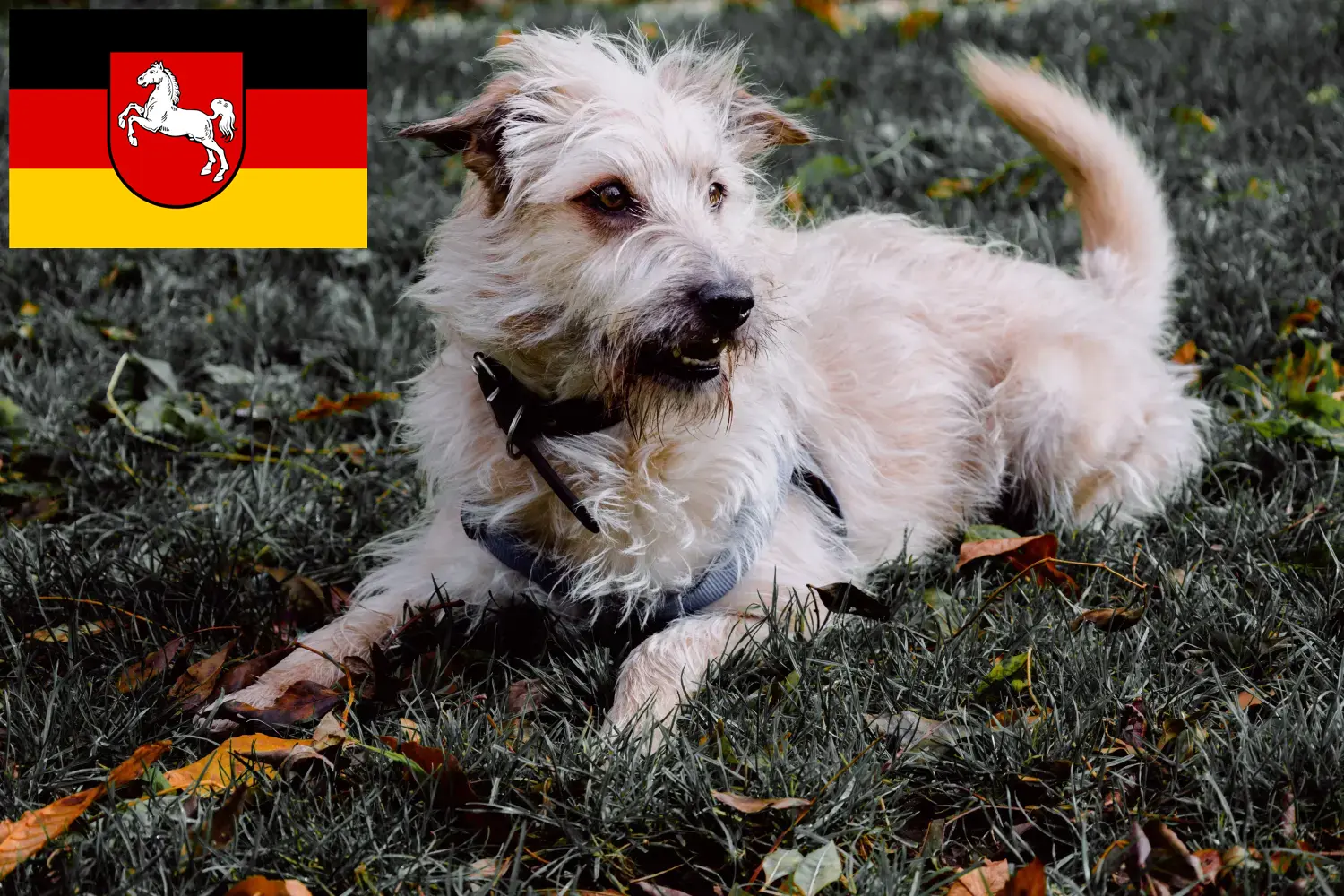 Read more about the article Irish Glen of Imaal Terrier opdrættere og hvalpe i Niedersachsen