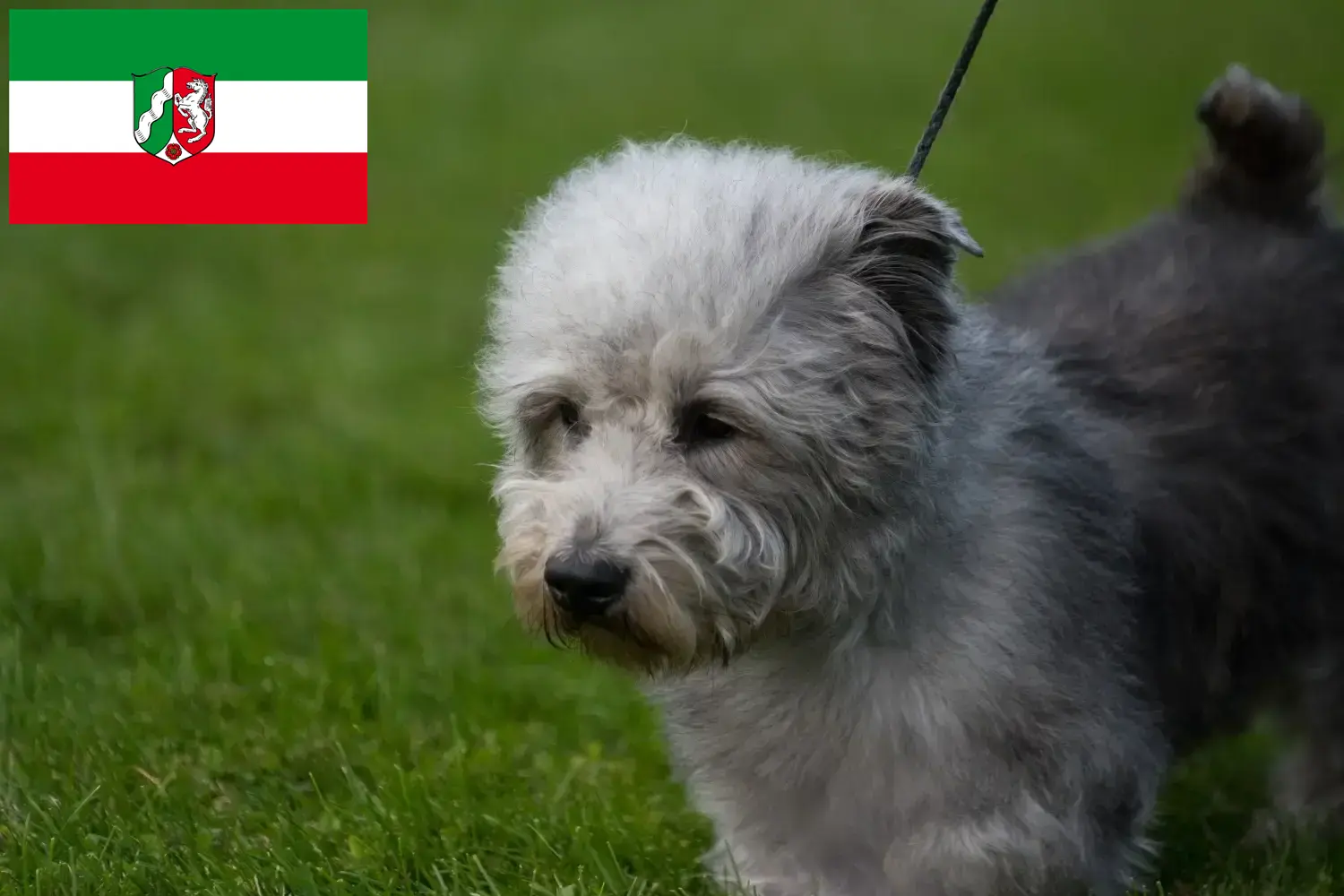 Read more about the article Irish Glen of Imaal Terrier opdrættere og hvalpe i Nordrhein-Westfalen